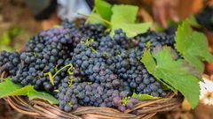 Weinernte auf Madeira