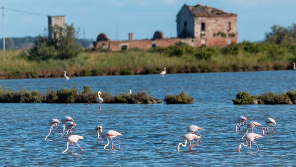 Naturreservat Po-Delta